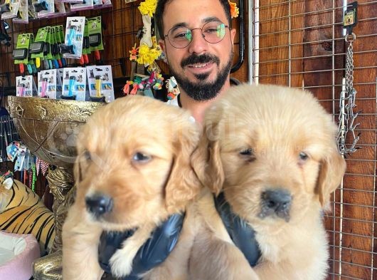 Bebek Yüzlü Golden A Kali̇te Irk görsel