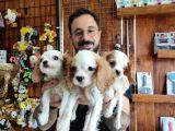 Muhteşem Cavali̇er Ki̇ng Charles Yavrular