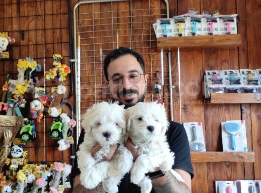 Bembeyaz Maltese Terri̇er 0 Numara görsel
