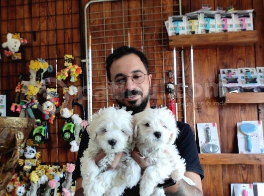Bembeyaz Maltese Terri̇er 0 Numara görsel