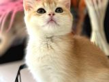 A Kalite Safkan Bri̇ti̇sh Shorthai̇r Golden  Yavrular