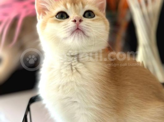 A Kalite Safkan Bri̇ti̇sh Shorthai̇r Golden  Yavrular görsel