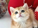 A kalite SAFKAN BRİTİSH SHORTHAİR GOLDEN  yavrular