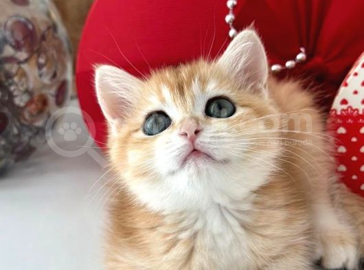A Kalite Safkan Bri̇ti̇sh Shorthai̇r Golden  Yavrular