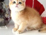 A Kalite Safkan Bri̇ti̇sh Shorthai̇r Golden  Yavrular
