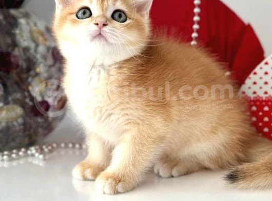 A Kalite Safkan Bri̇ti̇sh Shorthai̇r Golden  Yavrular görsel