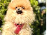 Tilki Surat Pomeranian Yavru