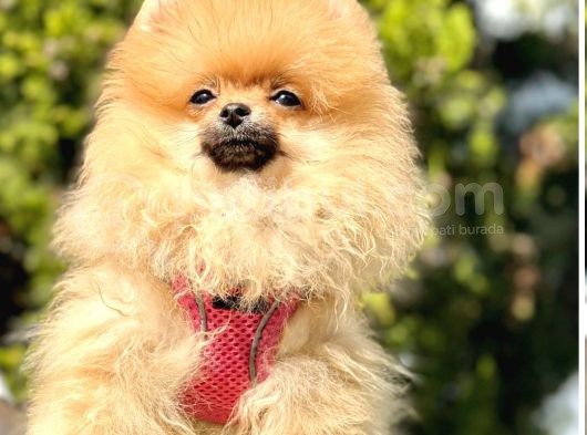 Tilki Surat Pomeranian Yavru görsel
