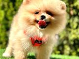 Tilki surat pomeranian yavru