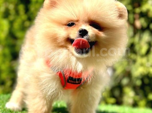 Gülen Yüz Pomeranian görsel