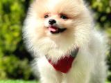 Tilki Surat Pomeranian Yavru