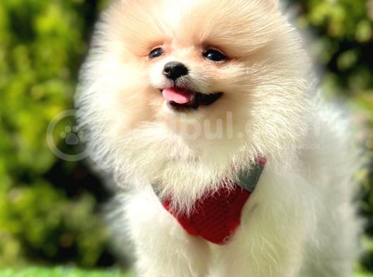Tilki Surat Pomeranian Yavru görsel