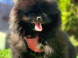 Gülen Yüz Pomeranian