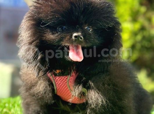 Gülen Yüz Pomeranian görsel