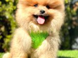 Gülen yüz pomeranian
