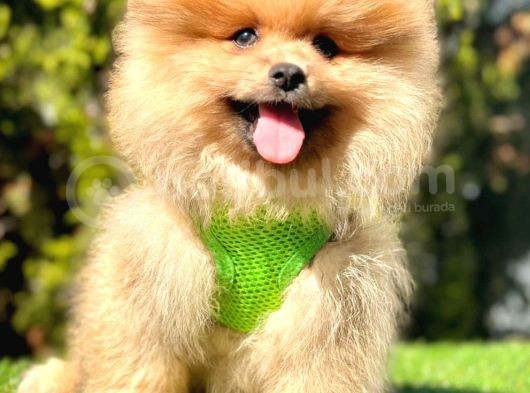 Gülen Yüz Pomeranian