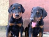 Harika Doberman Yavruları