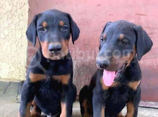 Harika Doberman Yavruları