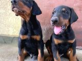 Harika Doberman Yavruları