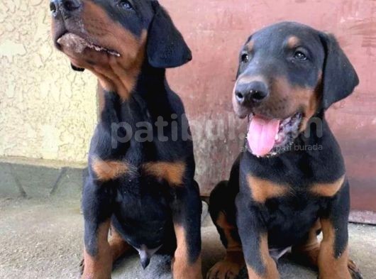 Harika Doberman Yavruları görsel