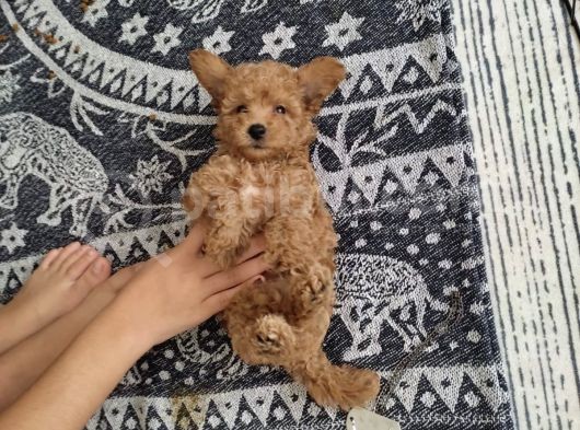 Red Brown Mini Erkek görsel