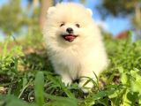 Beyaz Pomeranian Yavrularımız 