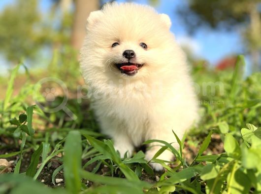 Beyaz Pomeranian Yavrularımız  görsel