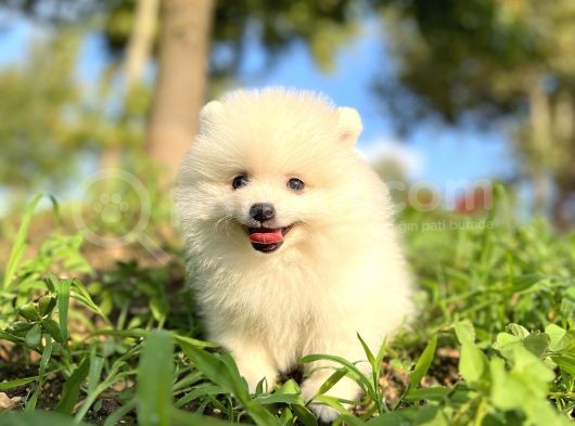 Beyaz Pomeranian Yavrularımız  görsel
