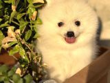 Beyaz Pomeranian Yavrularımız 