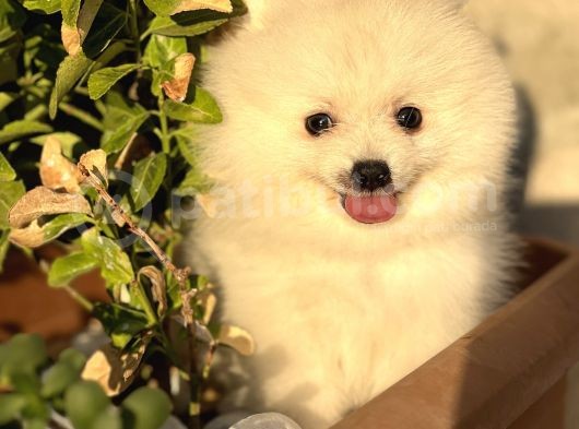 Beyaz Pomeranian Yavrularımız  görsel