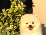 Beyaz Pomeranian Yavrularımız 