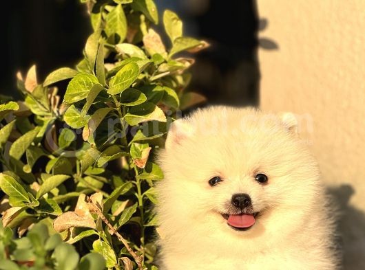 Beyaz Pomeranian Yavrularımız 