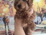 Red Brown Mini Erkek
