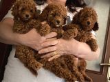 Orijinal Poodle Anne Ve Baba Safkan Toy Poodle
