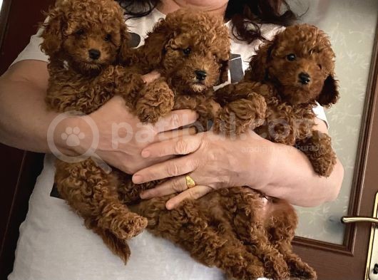 Orijinal Poodle Anne Ve Baba Safkan Toy Poodle görsel