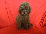 Orijinal Poodle Anne Ve Baba Safkan Toy Poodle