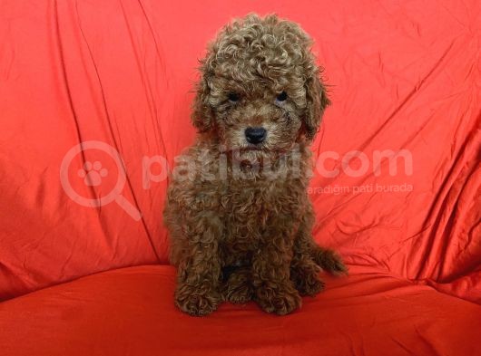 Orijinal Poodle Anne Ve Baba Safkan Toy Poodle görsel