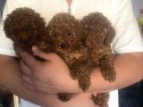 Orijinal poodle anne ve baba safkan toy poodle
