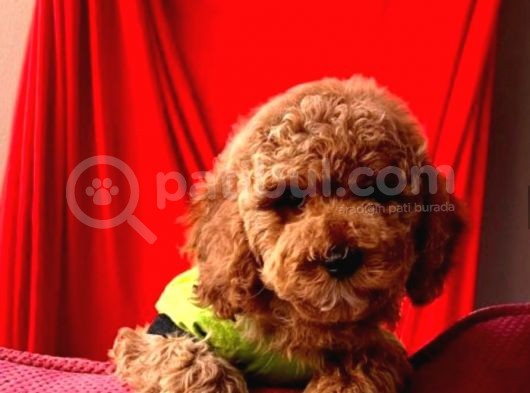Yaşam Kalitem Poodle görsel