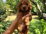 Toy Poodle Yavrumuza Yuva Arıyoruz