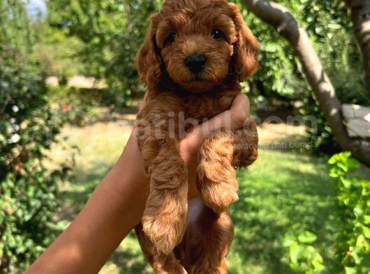 Toy Poodle Yavrumuza Yuva Arıyoruz görsel