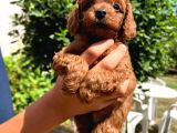 Toy Poodle Yavrumuza Yuva Arıyoruz