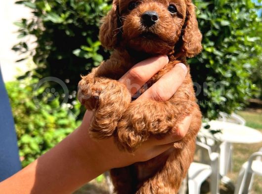 Toy Poodle Yavrumuza Yuva Arıyoruz görsel