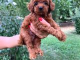 Toy Poodle Yavrumuza Yuva Arıyoruz