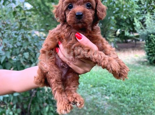 Toy Poodle Yavrumuza Yuva Arıyoruz görsel