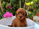 Toy Poodle Yavrumuza Yuva Arıyoruz
