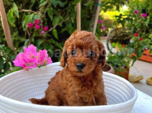 Toy Poodle Yavrumuza Yuva Arıyoruz görsel