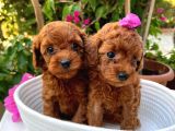 Toy Poodle Yavrumuza Yuva Arıyoruz
