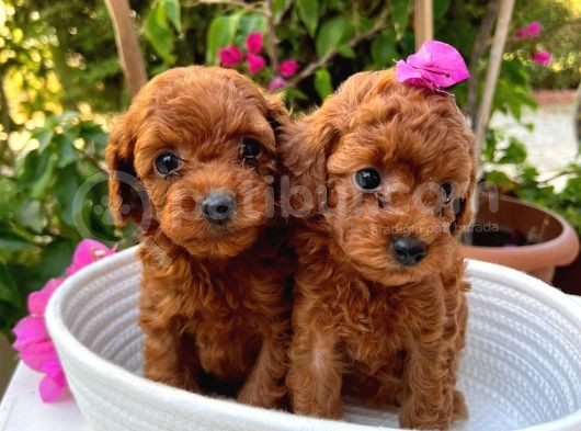 Toy Poodle Yavrumuza Yuva Arıyoruz