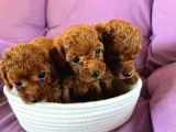 Toy Poodle Yavrumuza Yuva Arıyoruz